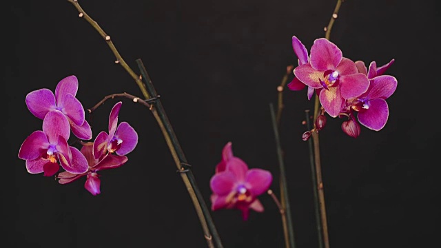 美丽的粉红色兰花在黑色的背景。慢动作视频素材