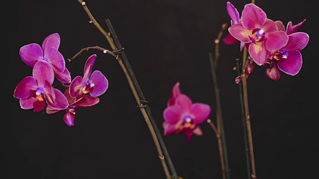 美丽的粉红色兰花在黑色的背景。慢动作视频素材