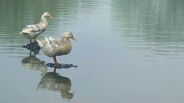 鸭子在湖里视频素材