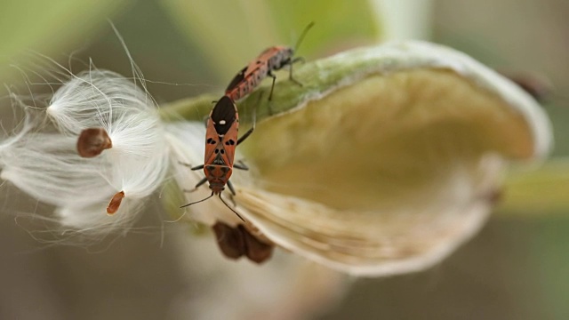 冠花种子上的昆虫视频素材