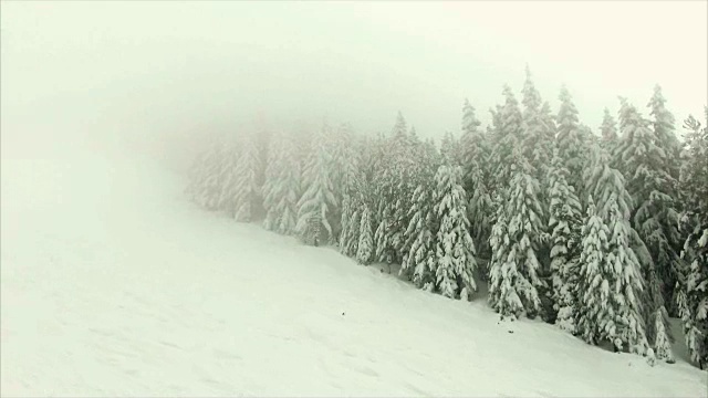 山区的针叶林视频素材