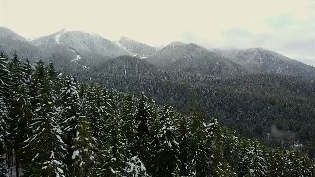 山区的针叶林视频下载