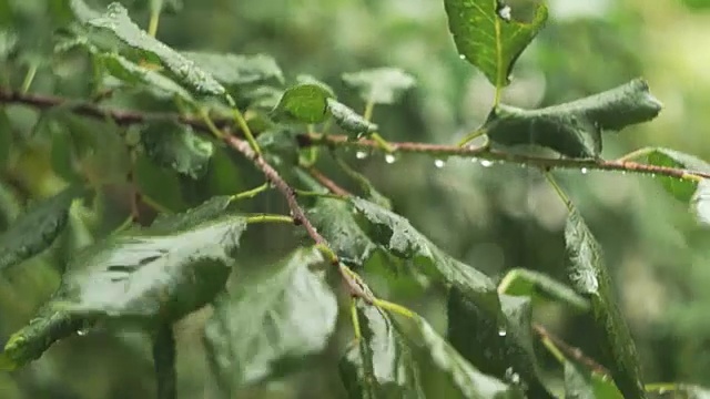 雨滴落在树叶上视频素材