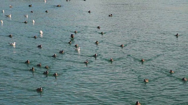 海鸟在海里游泳视频素材