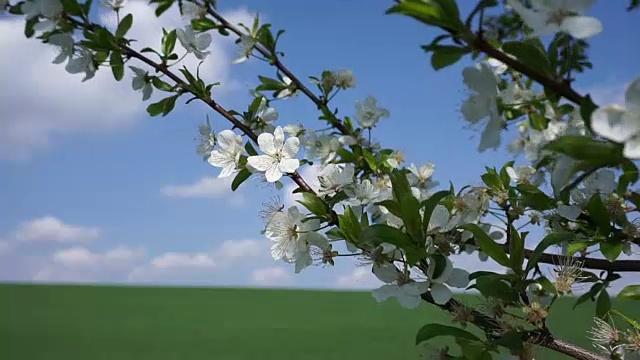 樱花在春天盛开视频素材