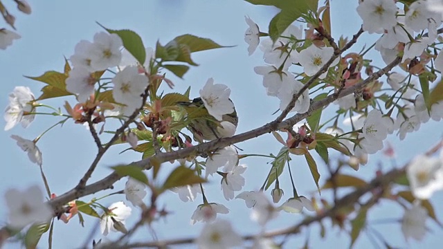 春天的樱桃树和小鸟视频素材