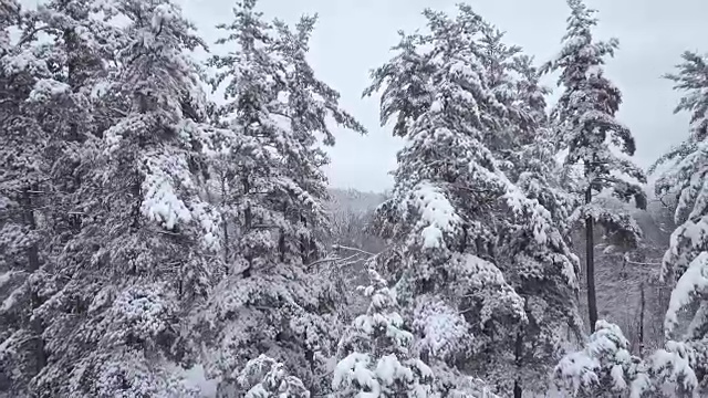 空中飞过雪树的缝隙视频下载