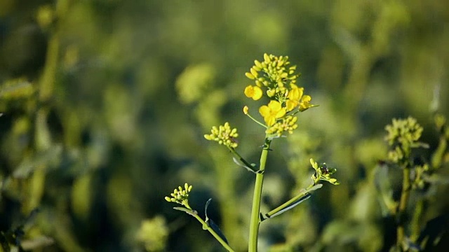 油菜籽花视频素材