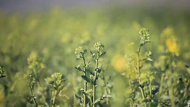 油菜籽领域视频素材