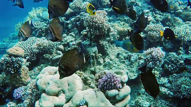 壮观的红海潜水。在浅水处游到蝴蝶鱼附近视频素材