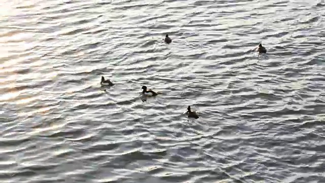 鸭子在河里游泳视频素材