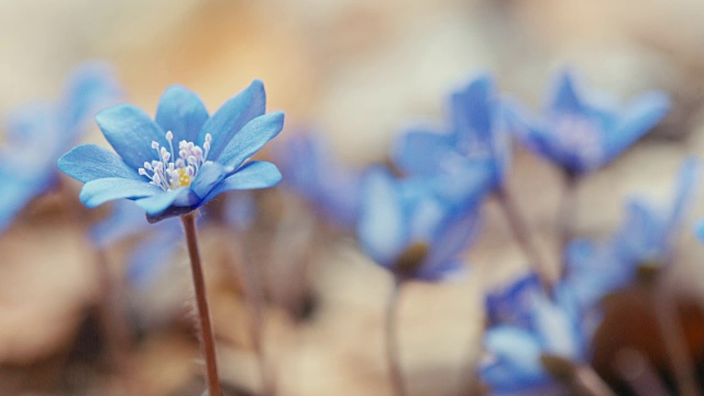 野生森林里的第一朵春天的花视频素材