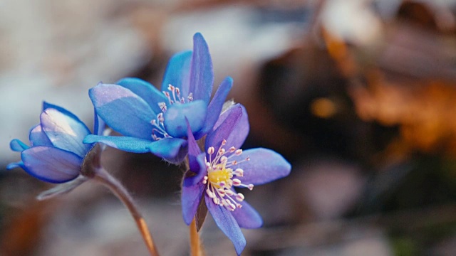 野生森林里的第一朵春天的花视频素材