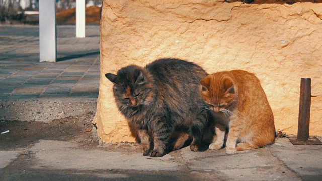 早春街头流浪的红色猫视频素材