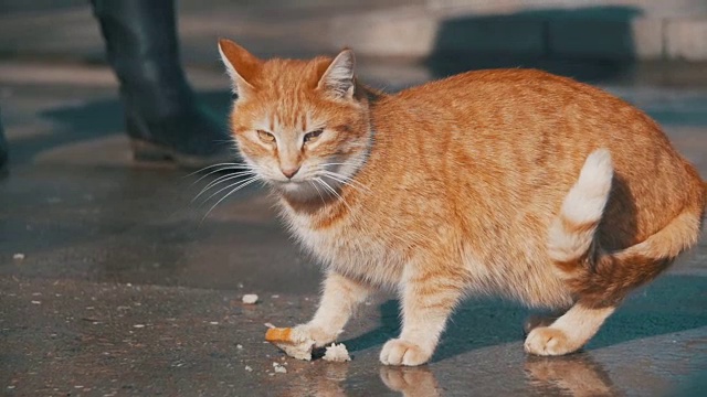 红色流浪猫在街上吃食物在早春的公园。慢动作视频素材