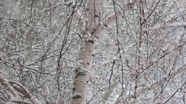 雪大片大片地落下视频素材