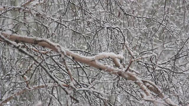 雪大片大片地落下视频素材