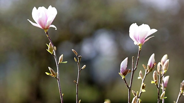 花园里第一朵春天的花视频素材