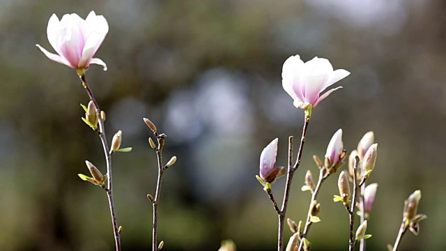 花园里第一朵春天的花视频下载