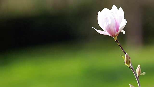 花园里第一朵春天的花视频下载