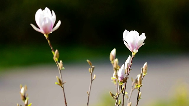 花园里第一朵春天的花视频下载