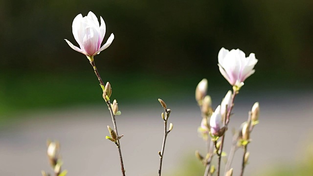 花园里第一朵春天的花视频素材