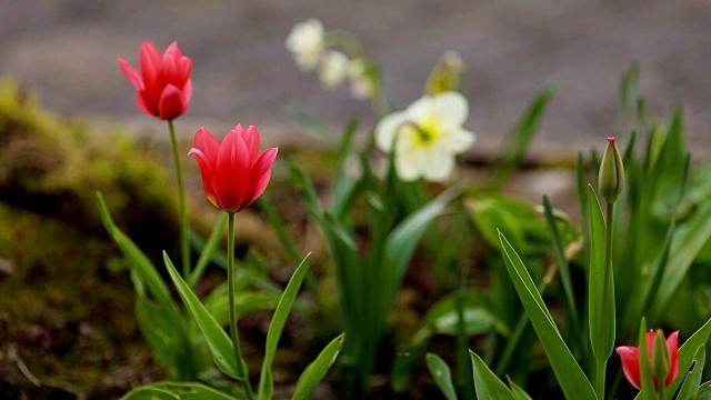 花园里第一朵春天的花视频素材