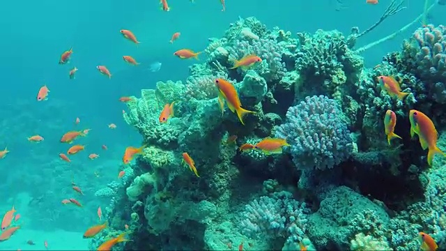 野生水下世界的珊瑚和五颜六色的异国鱼类。沙姆沙伊赫地区的红海视频素材