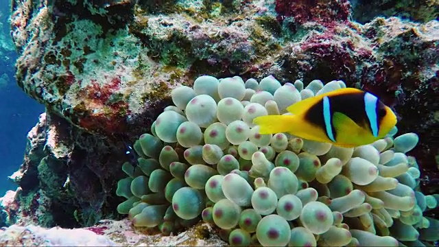 著名的小丑鱼是埃及水下世界的象征。生物体的共生关系视频素材