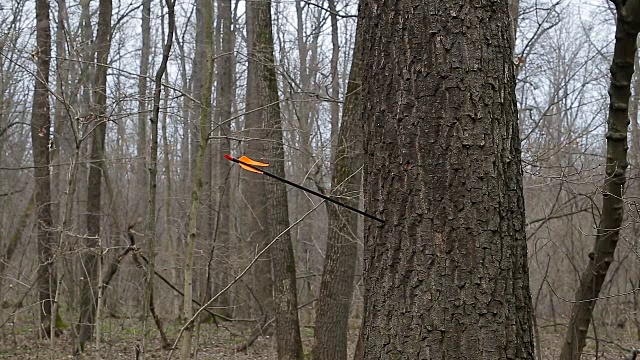 在森林里，一名男子向一棵树射箭视频素材