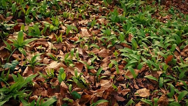 滑翔在林地植物和树叶之上视频素材