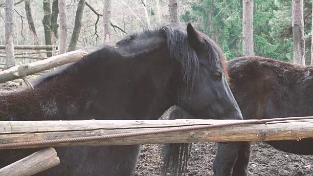 牧场农场围栏区域里的两匹马视频素材