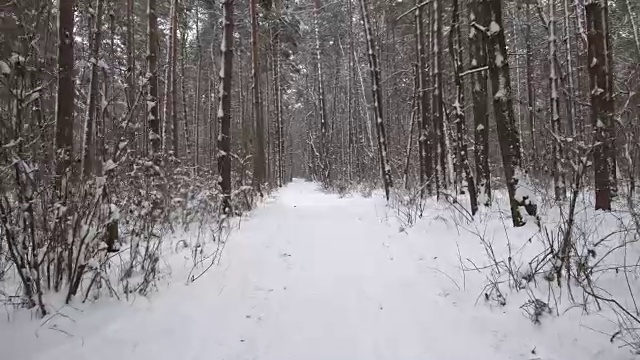 在冬天雪地上的松林里散步视频素材