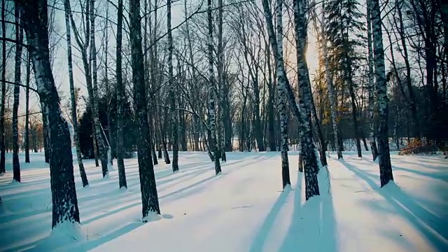 冬天森林里的白桦树视频素材