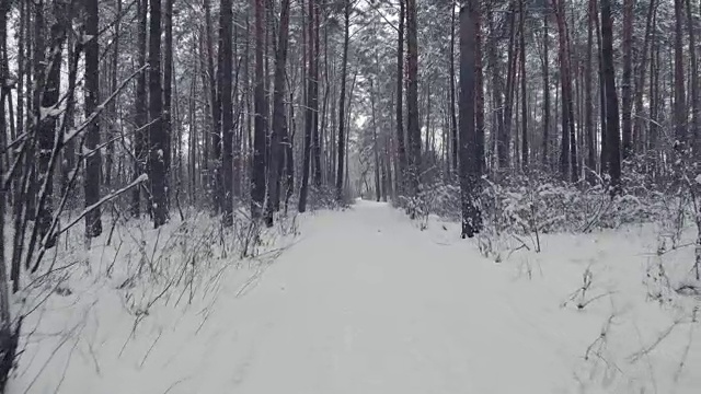 在冬天雪地上的松林里散步视频素材