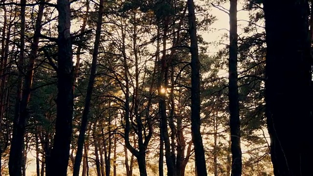 夕阳下的秋天森林视频素材