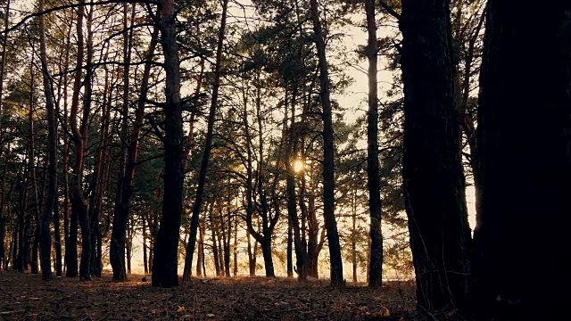 夕阳下的秋天森林视频素材