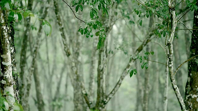 热带暴雨视频素材