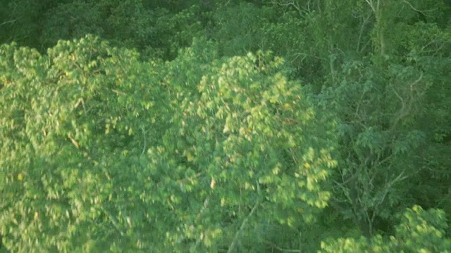 飞越绿色丛林树冠视频素材