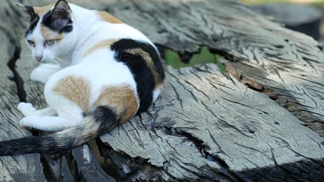 小猫躺在木桌上视频素材