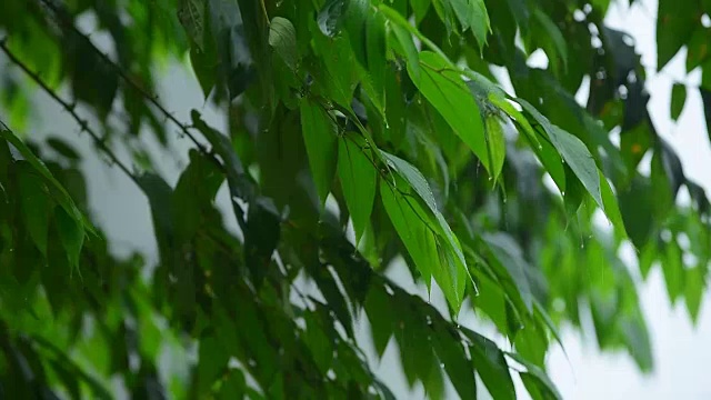 热带暴雨视频素材