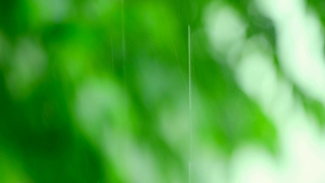 雨落在绿叶上模糊了背景视频素材