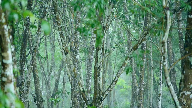 热带暴雨视频素材