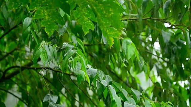 热带暴雨视频素材