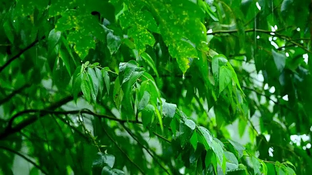 热带暴雨视频素材