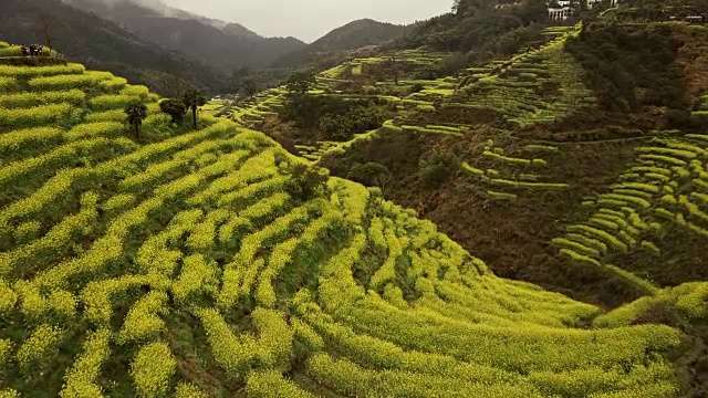 中国黄陵油菜籽梯田鸟瞰图。视频素材