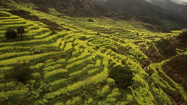 中国黄陵油菜籽梯田鸟瞰图。视频素材