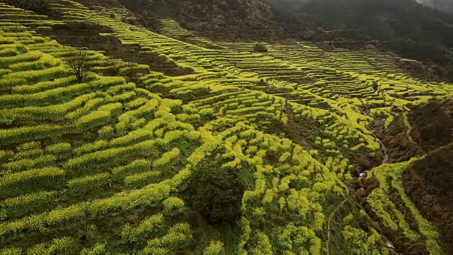 中国黄陵油菜籽梯田鸟瞰图。视频素材