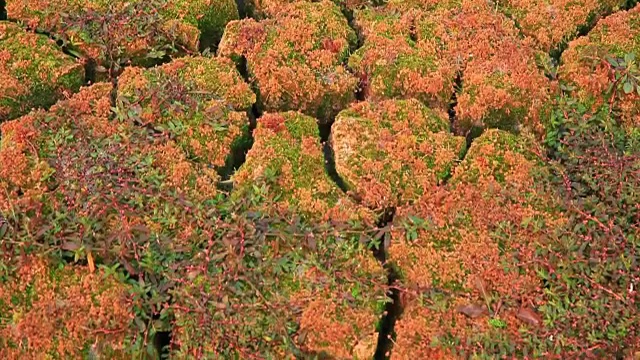 龟裂的土地上长着苔藓视频素材