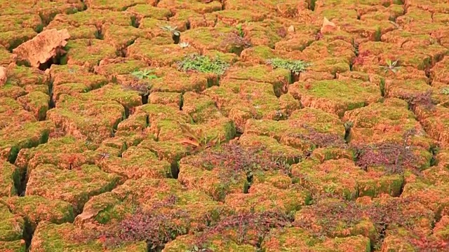 龟裂的土地上长着苔藓视频素材